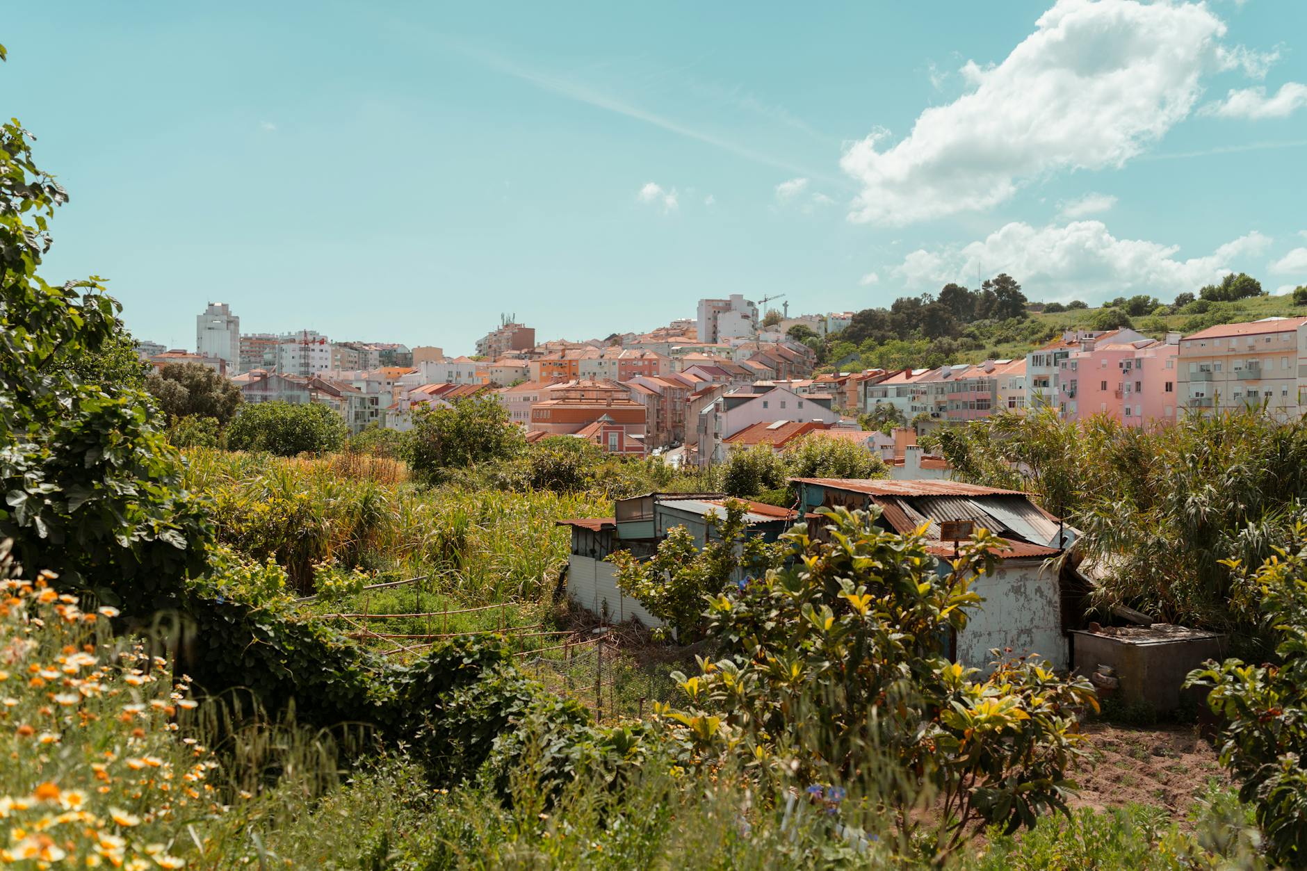 Zielone wzgórze Lizbony z niską zabudową mieszkalną