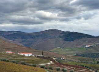 Wizyta w winiarni w Dolinie Douro: jak zaplanować degustację bez drogiego biura podróży Tarasowe winnice w Dolinie Douro w Portugalii pod pochmurnym niebem
